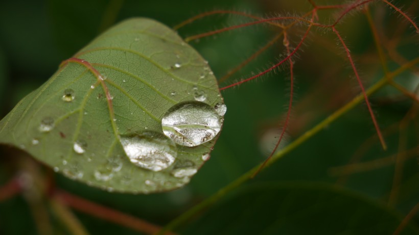 雨后绿叶图片