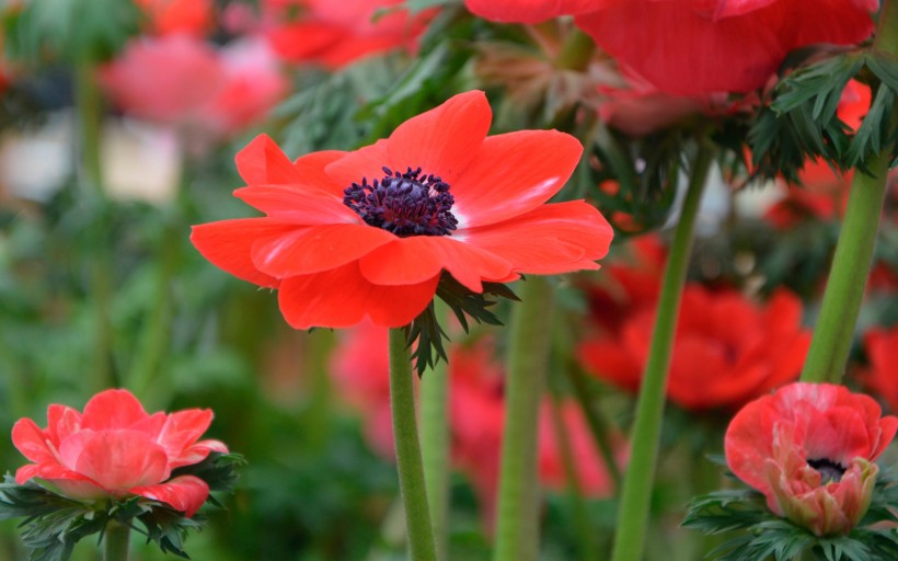 紅色銀蓮花圖片