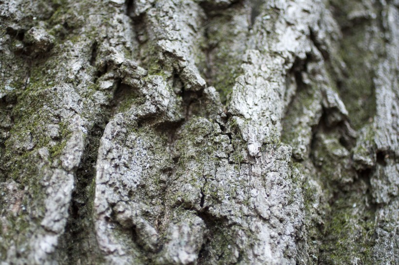 纹理粗糙的树干图片