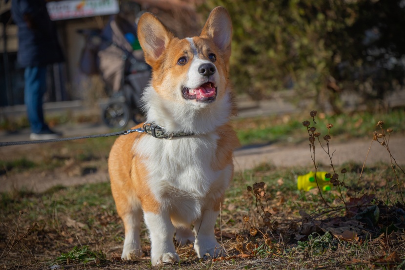 灵活聪明的威尔士柯基犬图片