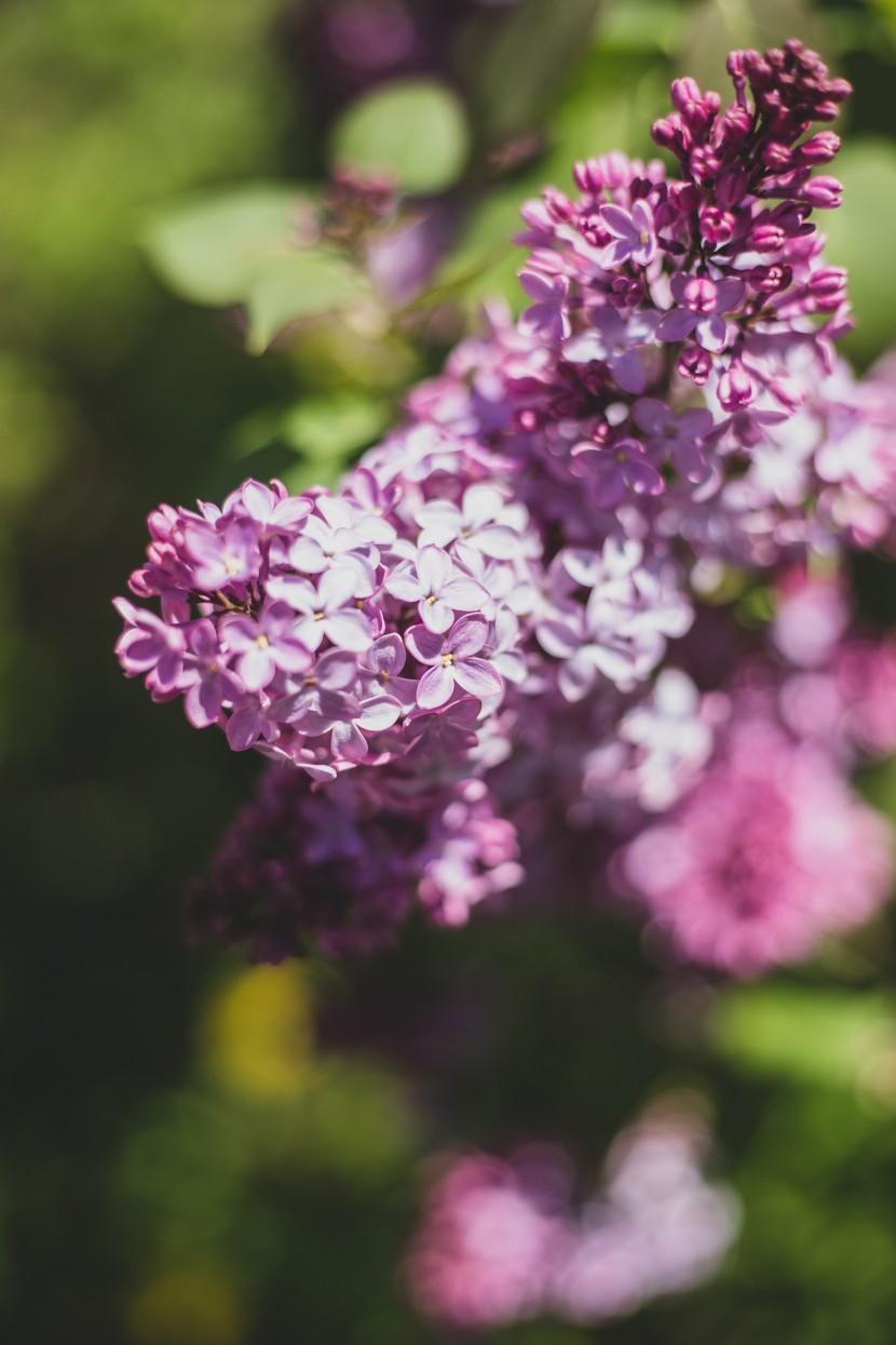 芳香宜人的丁香花图片