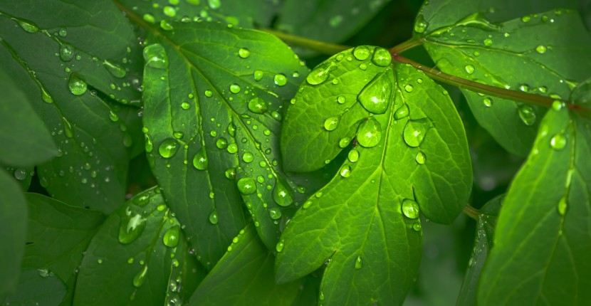 雨后的綠色植物圖片