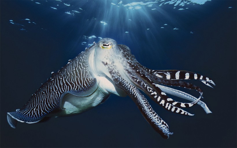 海洋里各种奇妙的海底生物图片