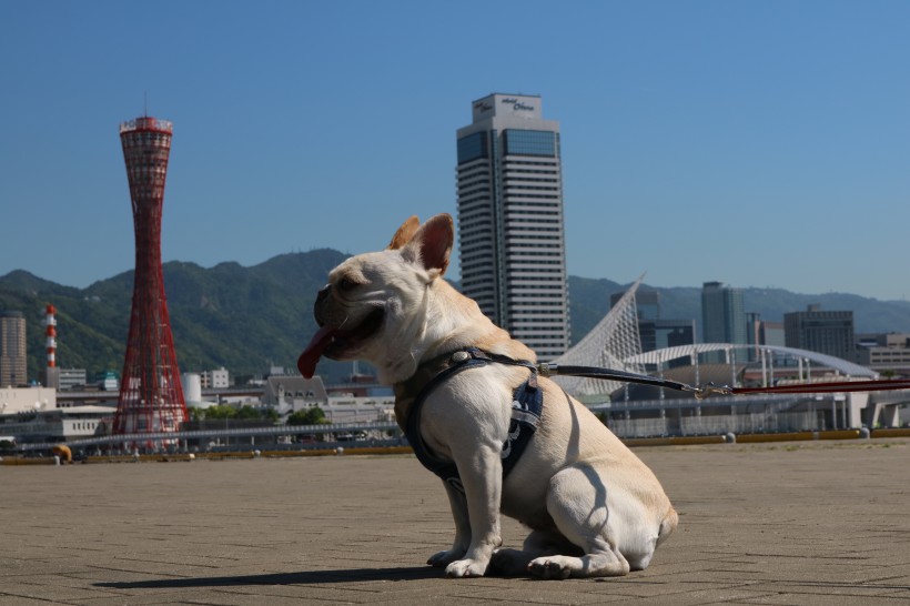 可愛的斗牛犬圖片