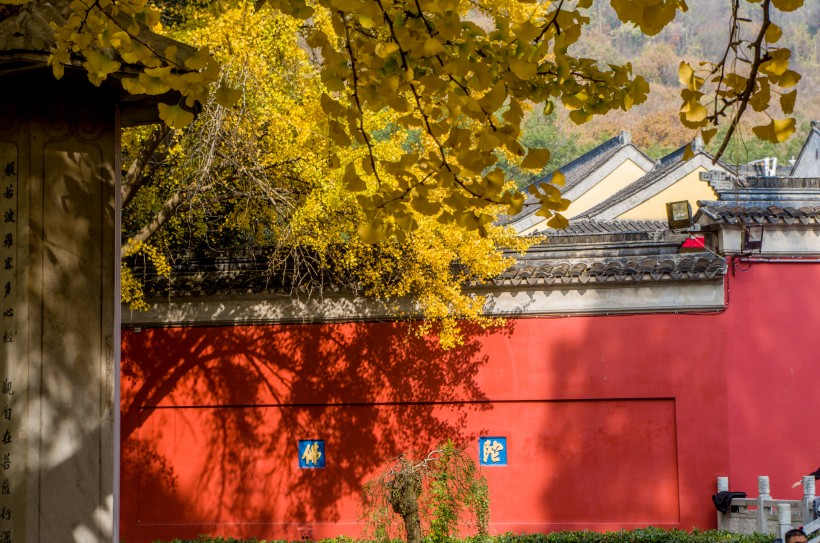 江蘇南京棲霞寺紅楓與銀杏風(fēng)景圖片