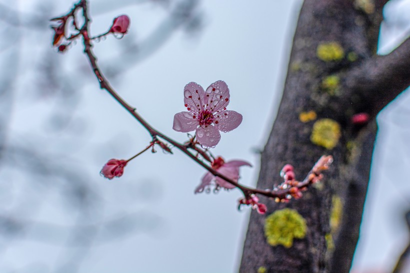 花繁姿娇胭脂万点的杏花图片