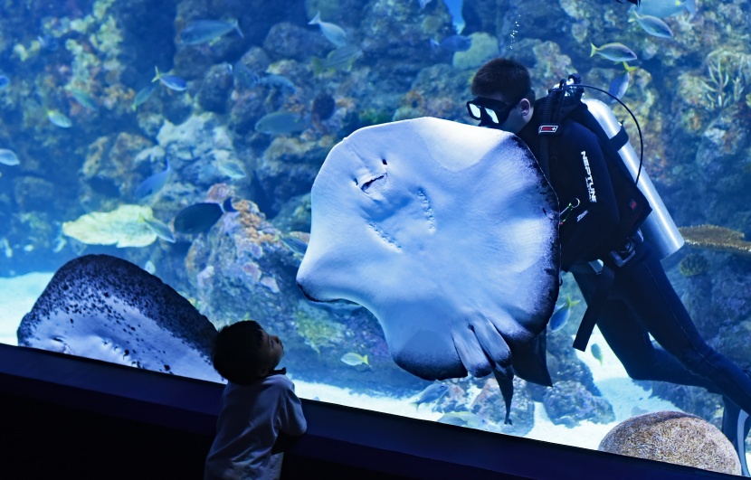 漂亮的水族馆海洋生物图片