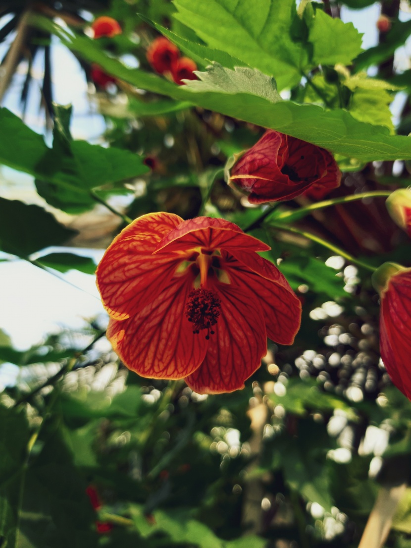 花色艳丽的苘麻属花卉图片