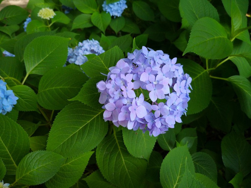 花團(tuán)錦簇的繡球花圖片