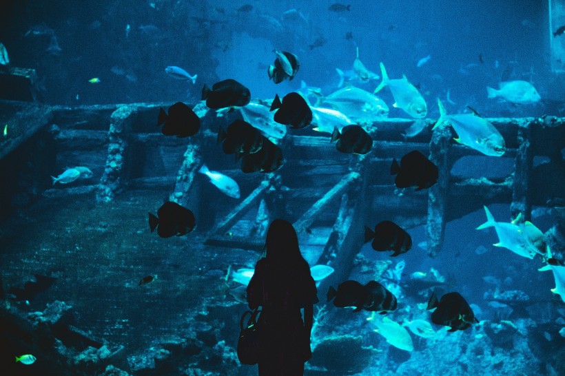 游覽水族館的人圖片