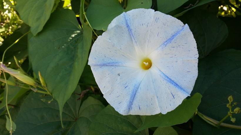 各種顏色清新的牽牛花圖片