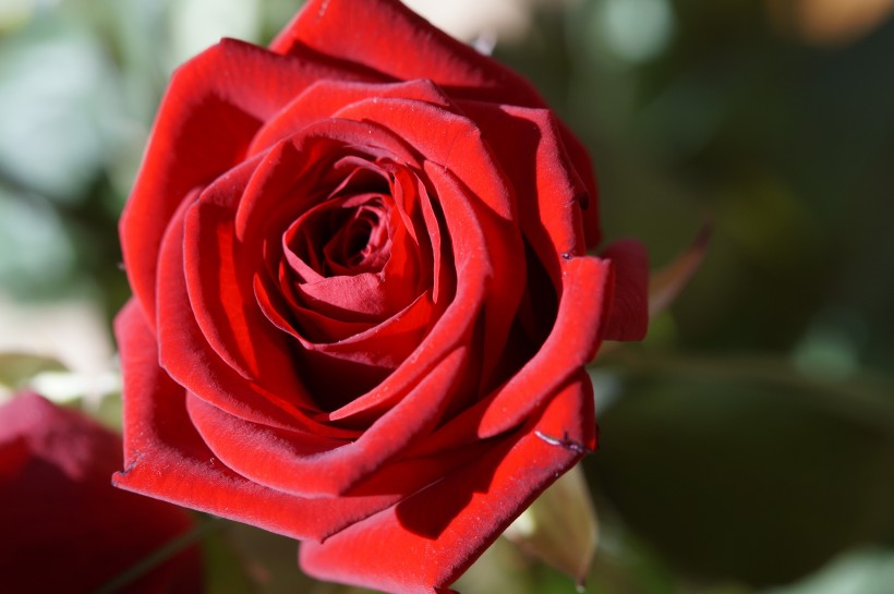 妖艳的红玫瑰图片