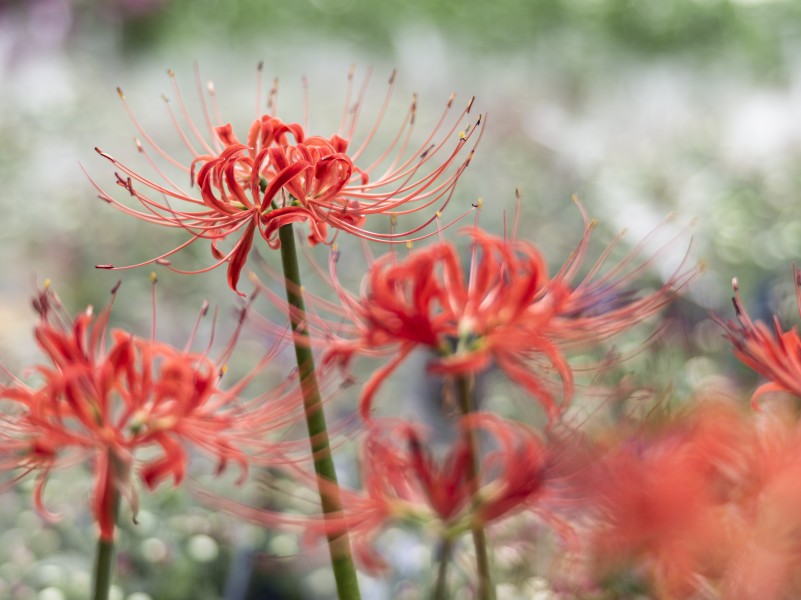 紅色熱情的曼珠沙華圖片