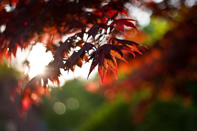 秋天紅色的楓葉圖片