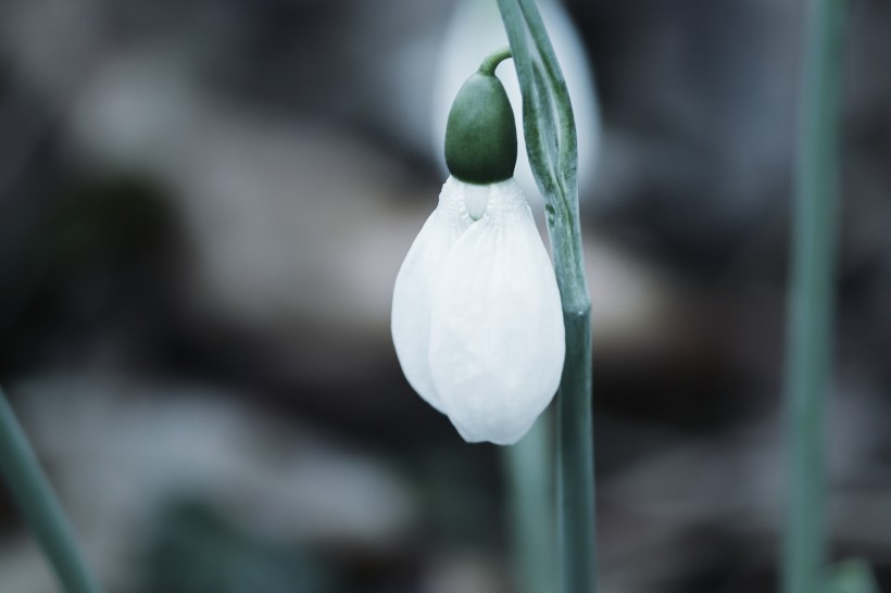 洁白清新的雪花莲图片