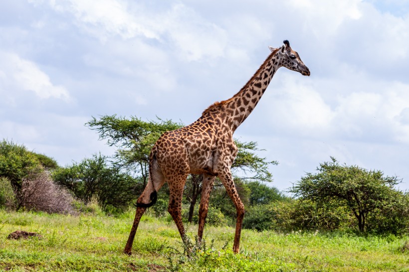 身材高大脖子修长的长颈鹿图片