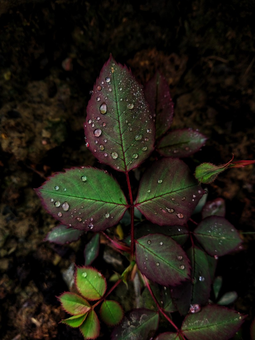 雨后的绿色植物图片