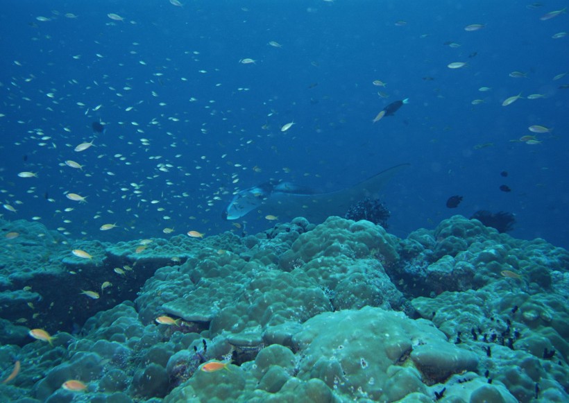 海底生物图片