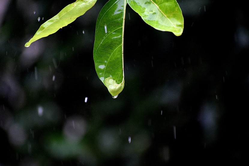 雨中的植物图片