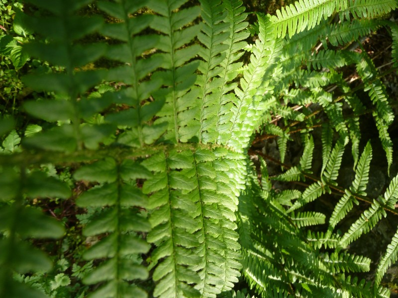 绿色蕨类植物图片