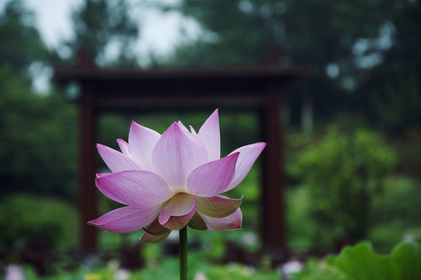 優(yōu)雅漂亮的荷花圖片