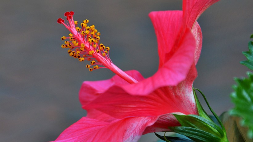 粉色和红色的芙蓉花图片