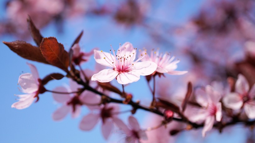 粉色的桃花圖片