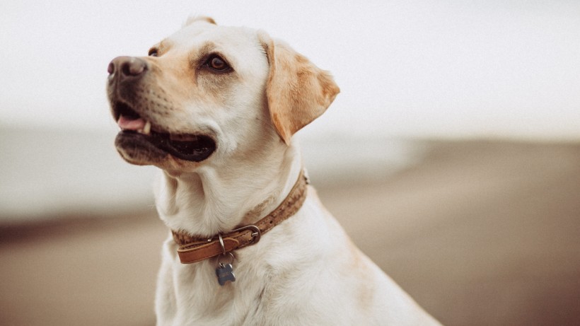 活潑忠誠的拉布拉多獵犬圖片