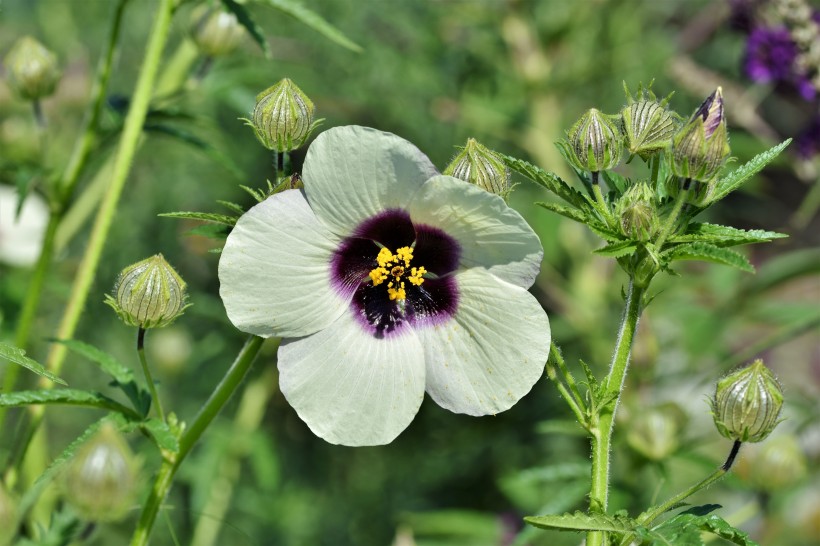 五颜六色娇柔的芙蓉花图片