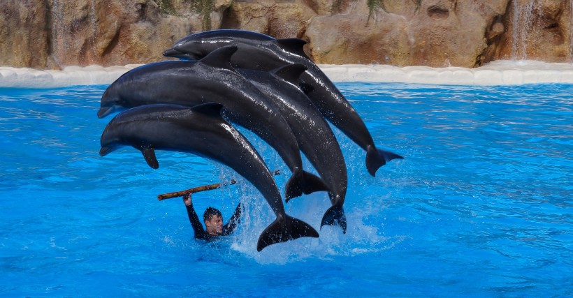 水族館里的海豚圖片