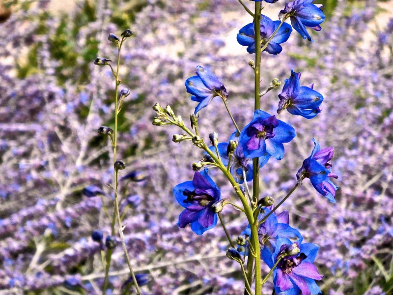 藍(lán)色清新的翠雀花圖片