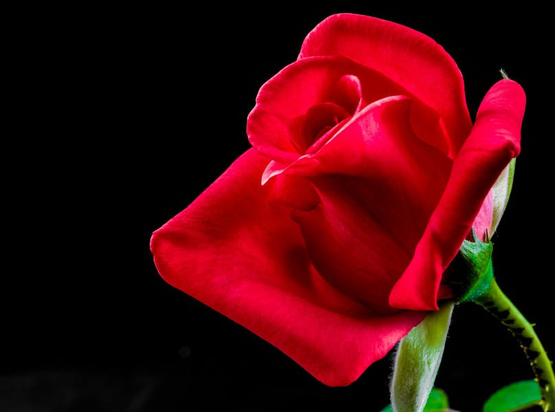 一朵红色的玫瑰图片