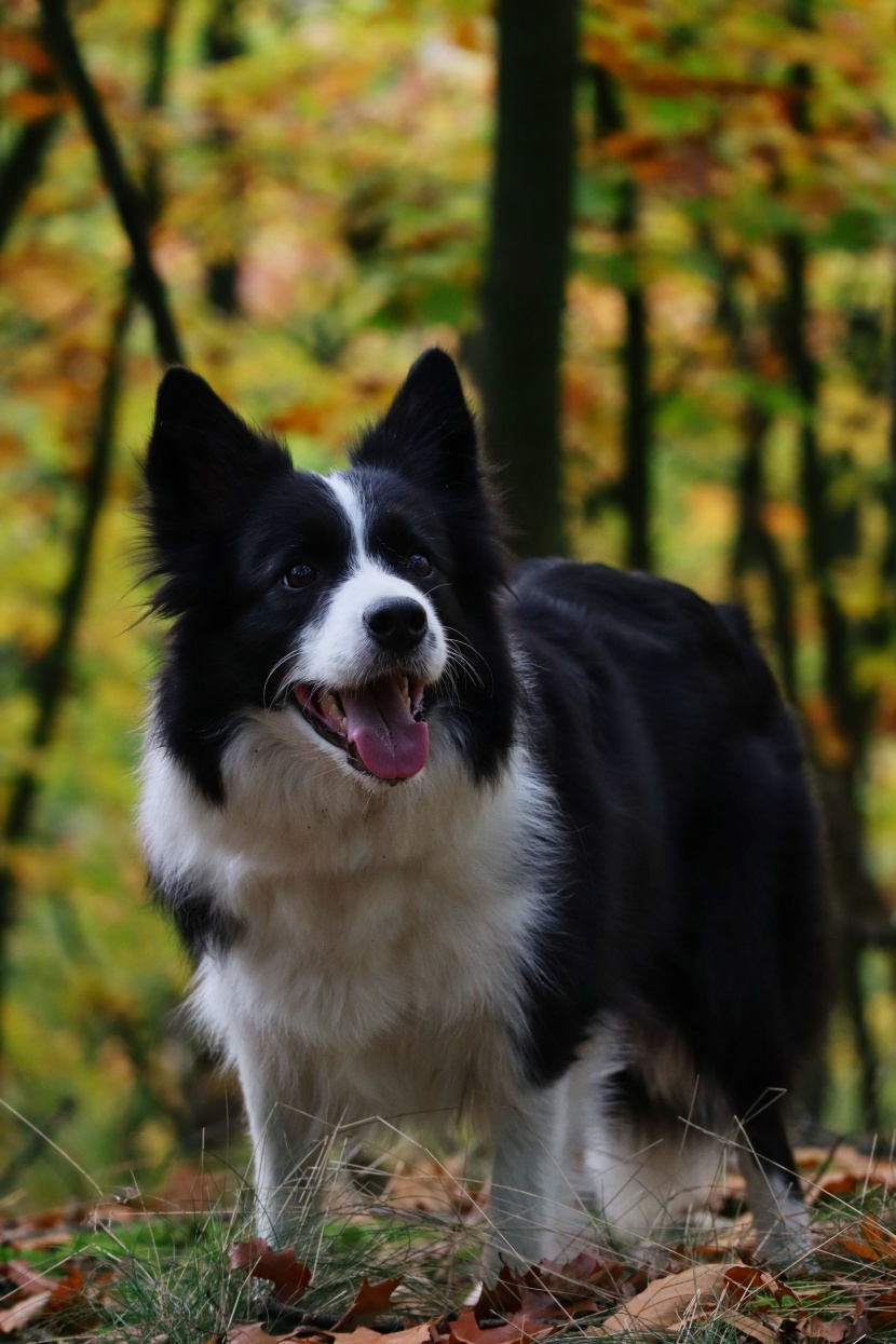 聰明敏銳的邊境牧羊犬圖片