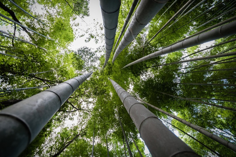 清逸优美的竹林图片