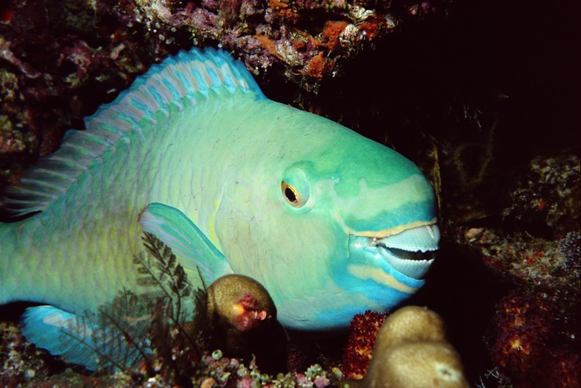 海洋鱼类生物特写图片