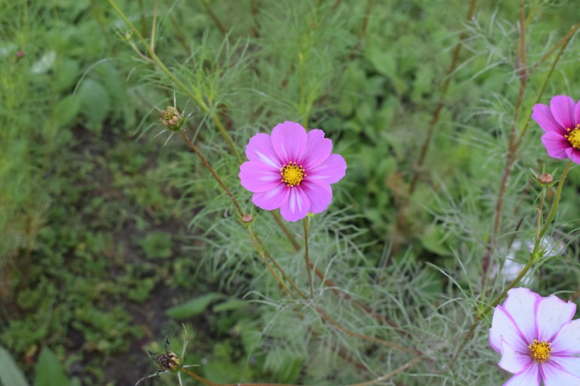 波斯菊特寫圖片