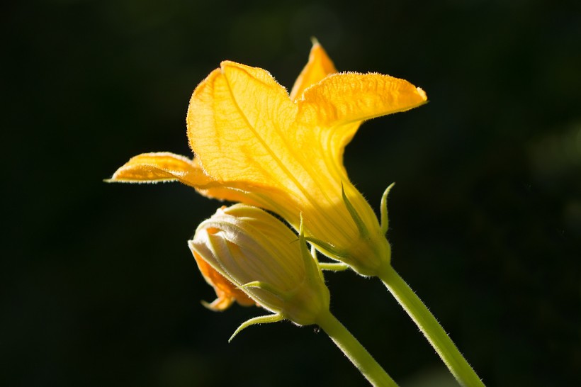 黄色清新的南瓜花图片