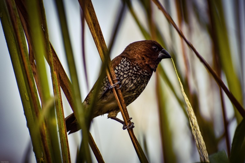 小巧可愛的斑文鳥圖片