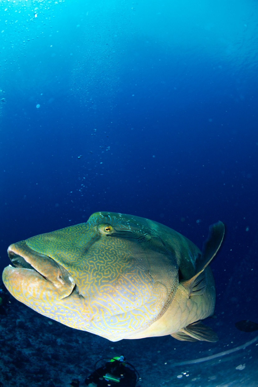 海洋鱼类生物特写图片