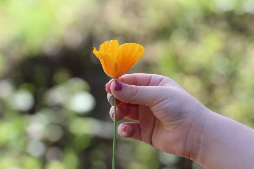 手上的鲜花和花瓣图片