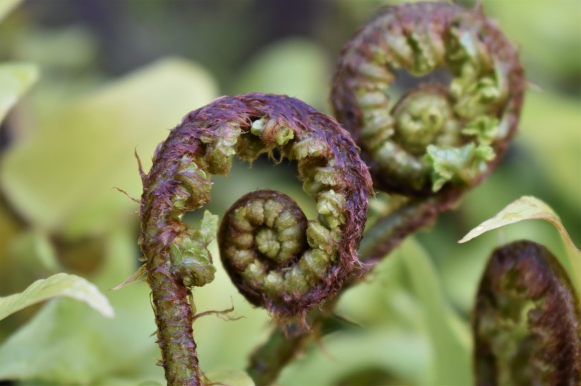 野生绿色蕨类植物图片