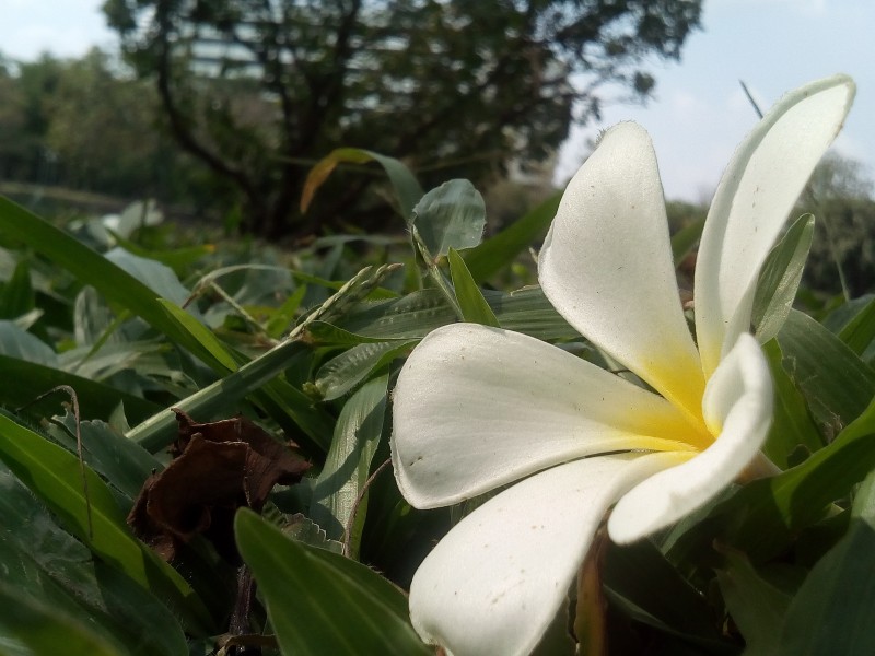 各种颜色的鸡蛋花图片