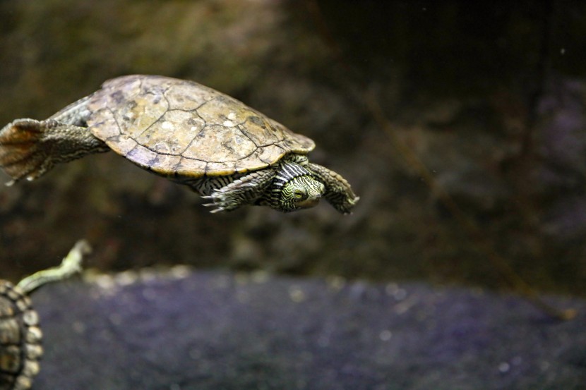 芝加哥谢德水族馆图片