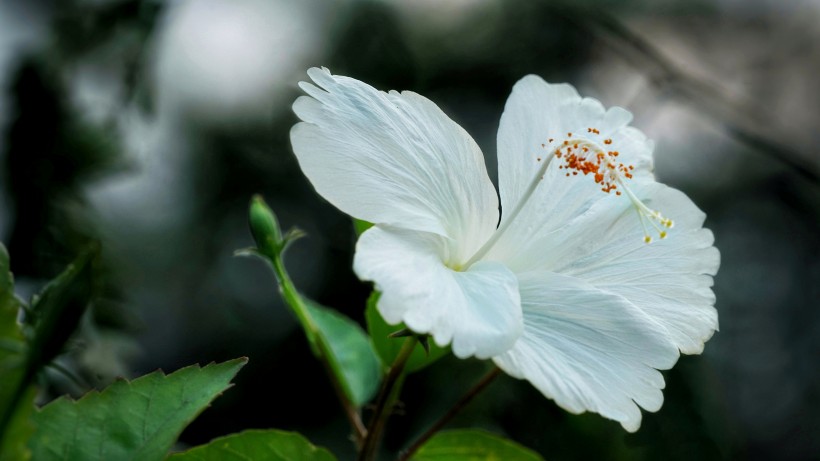 纤细纯洁的芙蓉花图片