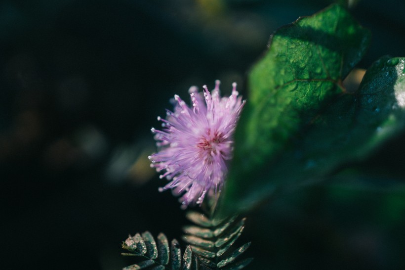 淡雅的野花圖片