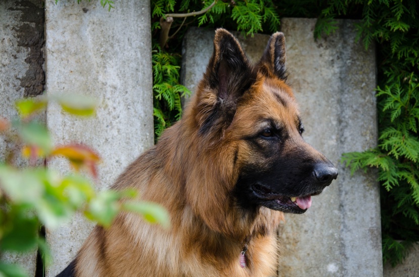 聪明敏捷的德国牧羊犬图片