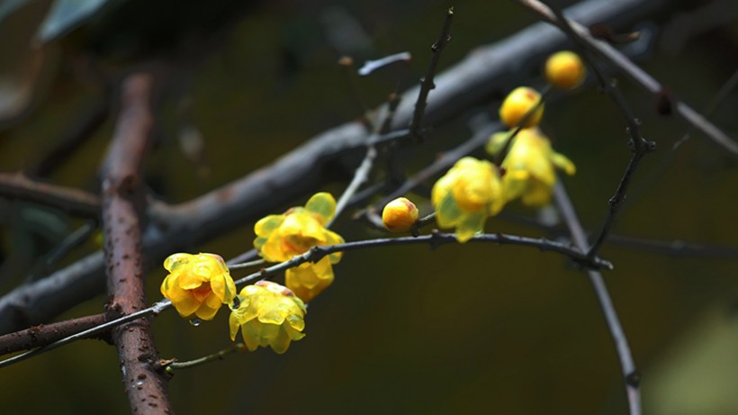 黃色臘梅花圖片