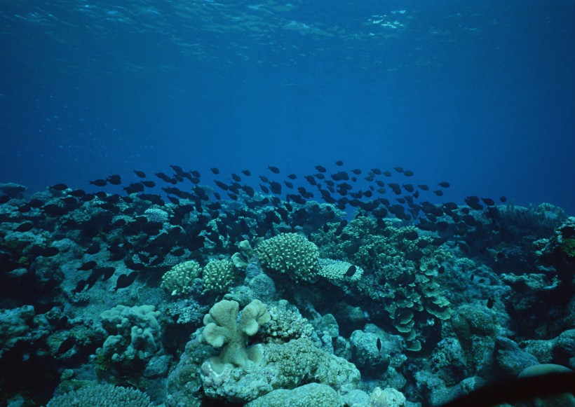 海底生物图片