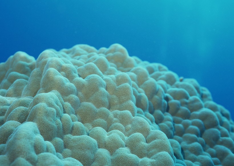 奇幻的海底生物图片