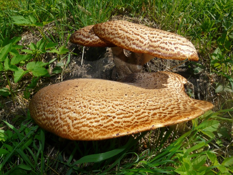 野生蘑菇图片